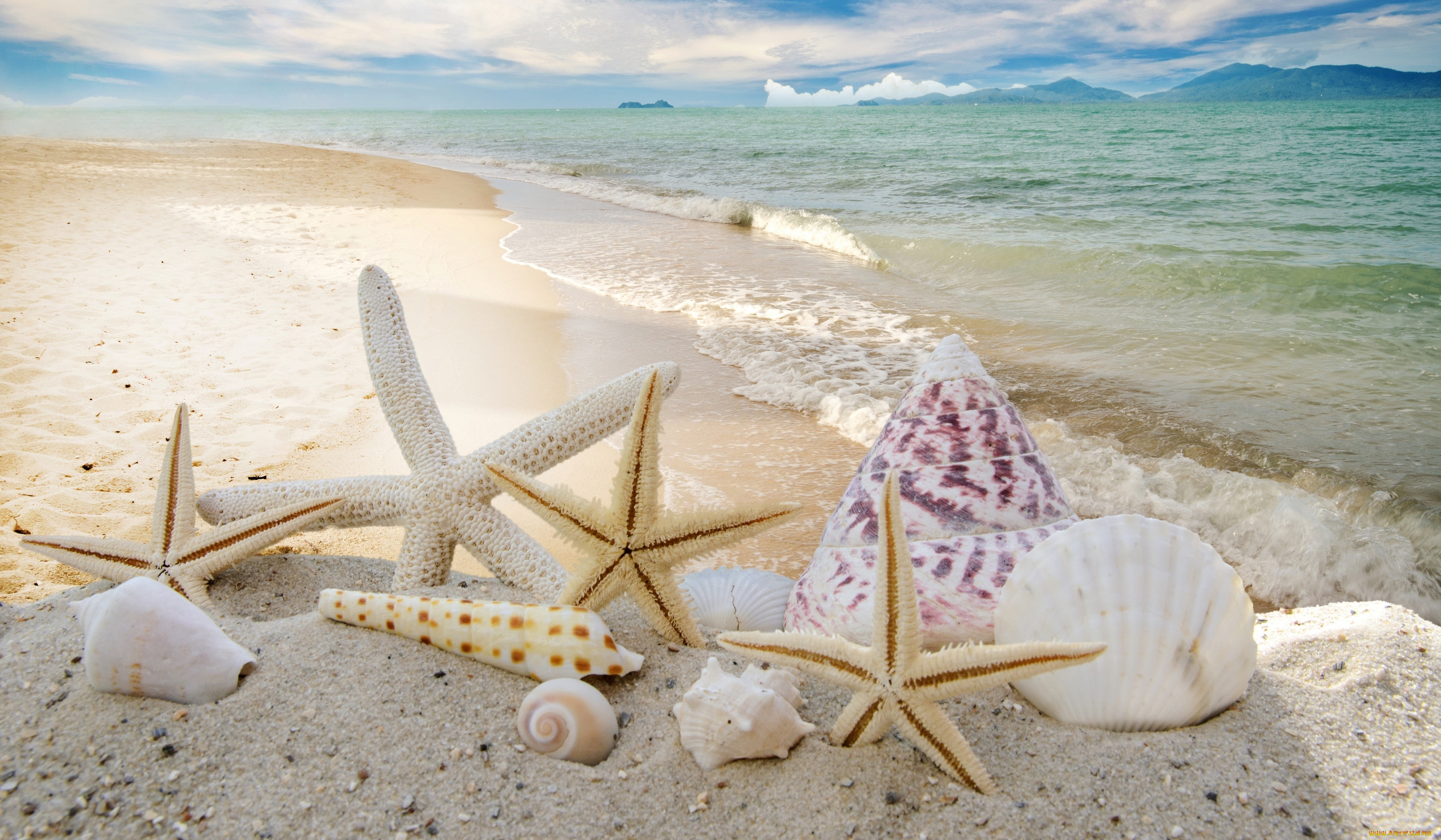 , ,  ,    spa-, starfishes, seashells, , summer, , sky, sand, , , , sunshine, sea, beach